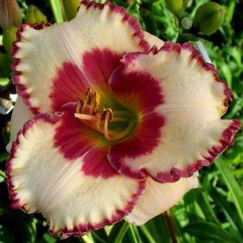 Hemerocallis ageless beauty